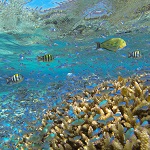 Exploring vibrant underwater ecosystems during a scuba diving expedition